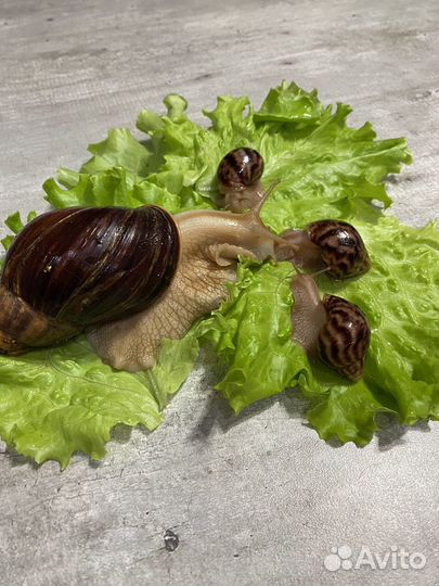 Улитки ахатины