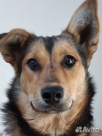 Собака 6 мес