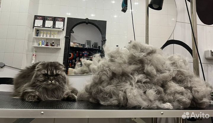 Груминг кошек