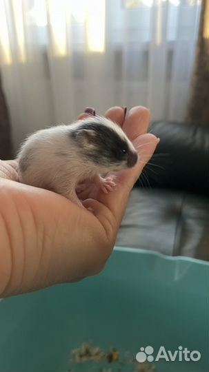 Сирийский хомяк