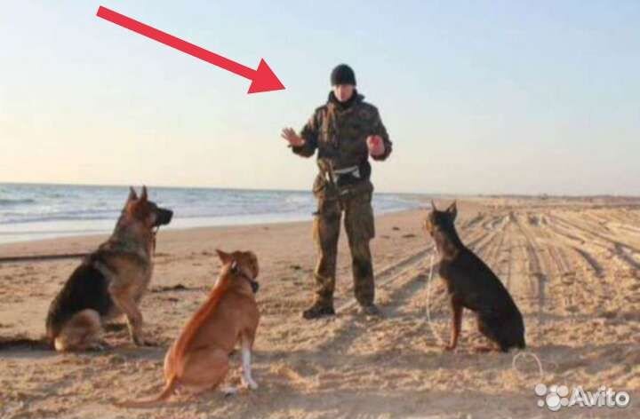 Кинолог Новосибирск. Дрессировка собак зоопсихолог