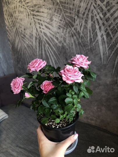 Комнатные цветы,Роза комнатная