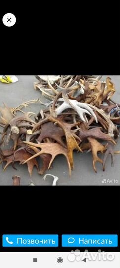 Рога Лось и Олень Весом