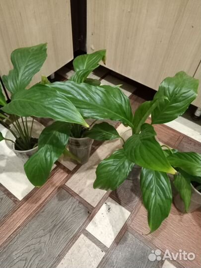 Спатифилум