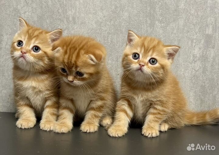 Шотландские котята