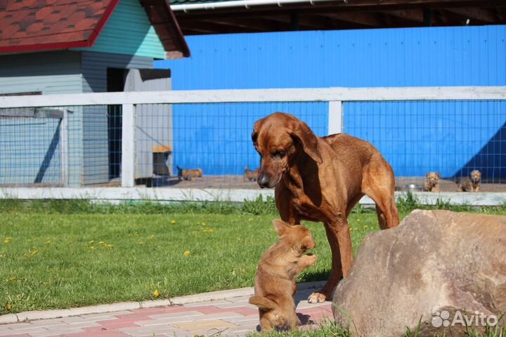Щенки норвич-терьера из племенного питомника