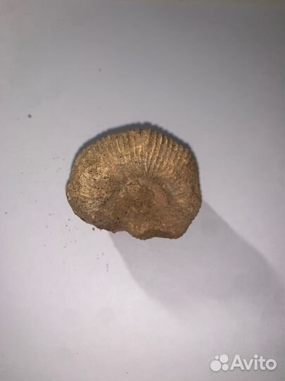 Фрагмент древнего моллюска