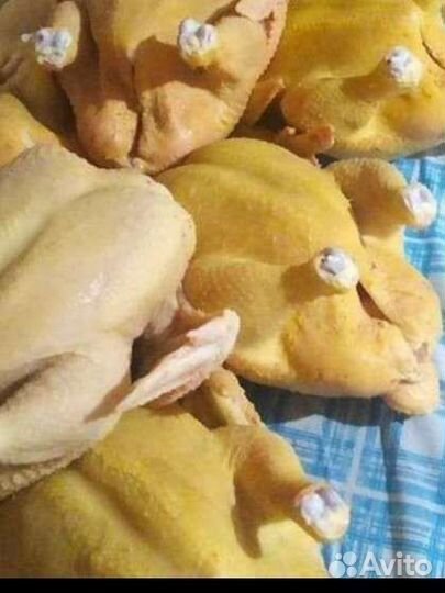 Домашняя курочка