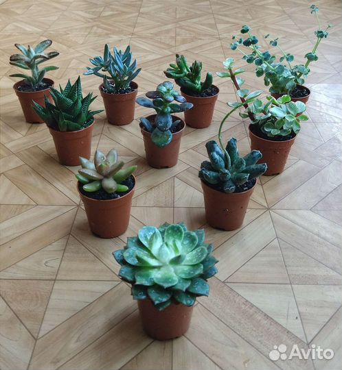 Суккуленты / Succulentus