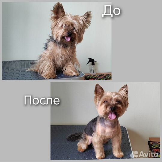 Грумер стрижка собак и кошек