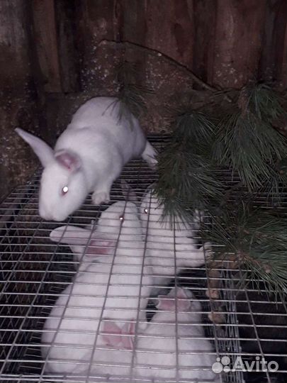 Белый панон