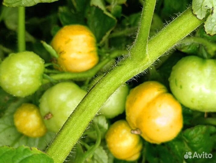 Семена томатов