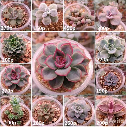 Суккуленты- листы суккулентов