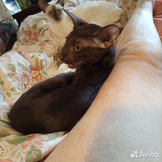 Ориентальная котята, год кота