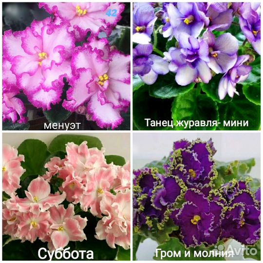 Листики сортовых фиалок #2