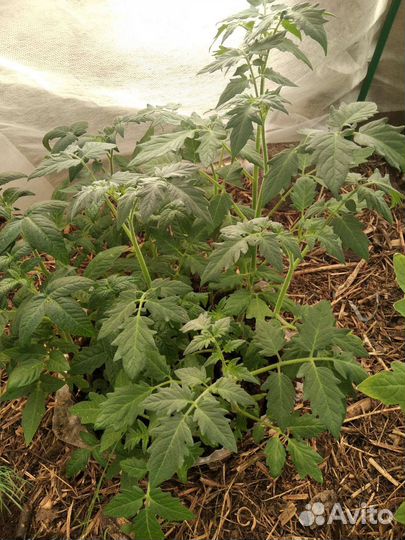 Рассада помидоров томатов