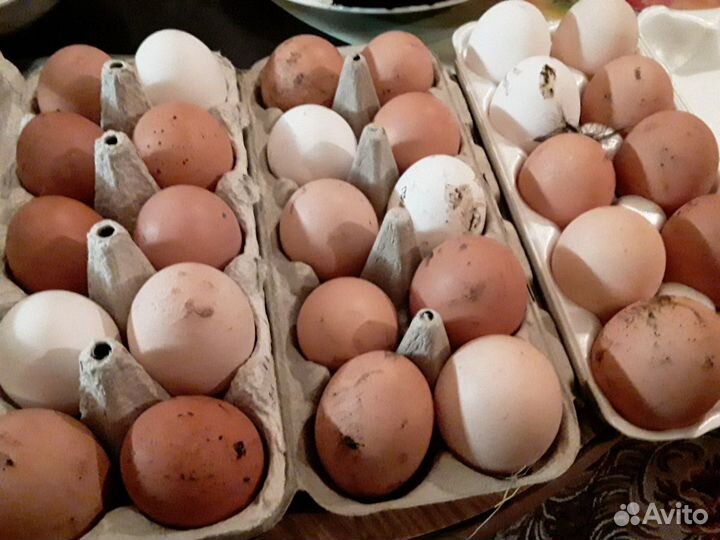 Яйцо домашнее