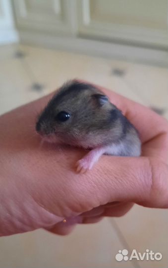 Джунгарский хомяк