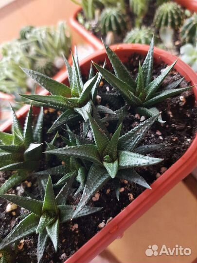 Суккуленты