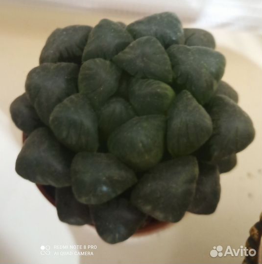 Комнатные цветы