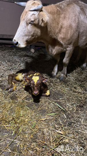 Телята телки симментал