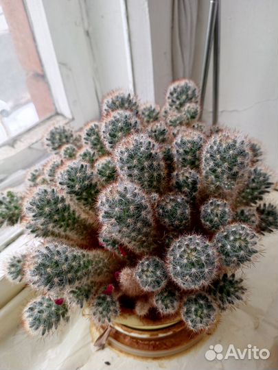 Комнатные цветы