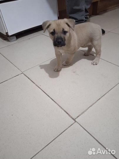 Щенок девочка стафф в добрые руки, бесплатно