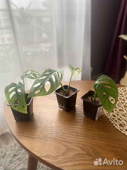 Монстера манки