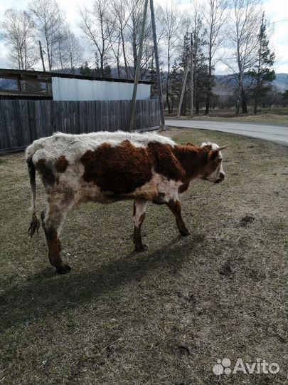 Продам коров, телят, быков