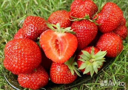 Клубника Пандора саженцы