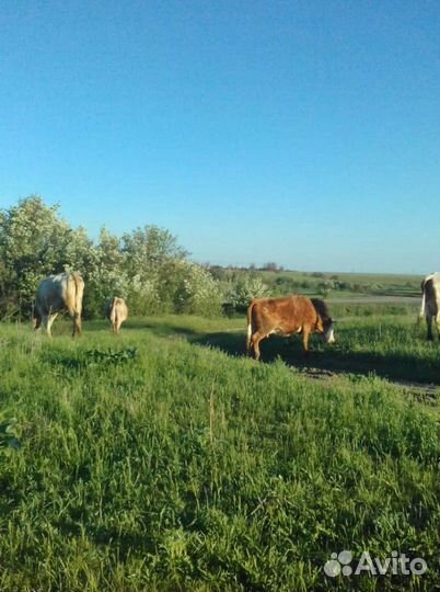 Домашнее сливочное масло, молоко,творог, сметана