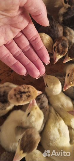 Продаются индюшата