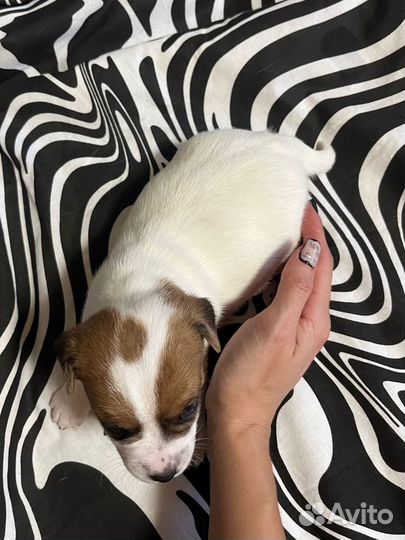 Джек Рассел терьер