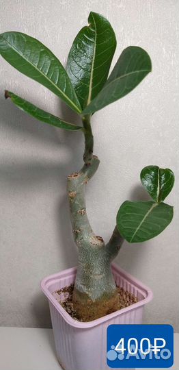 Адениум арабикум