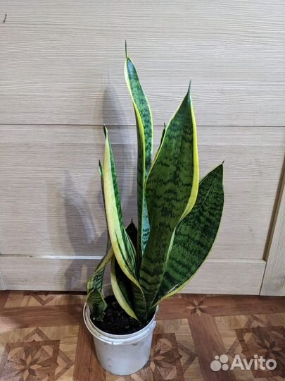 Сансевиерия