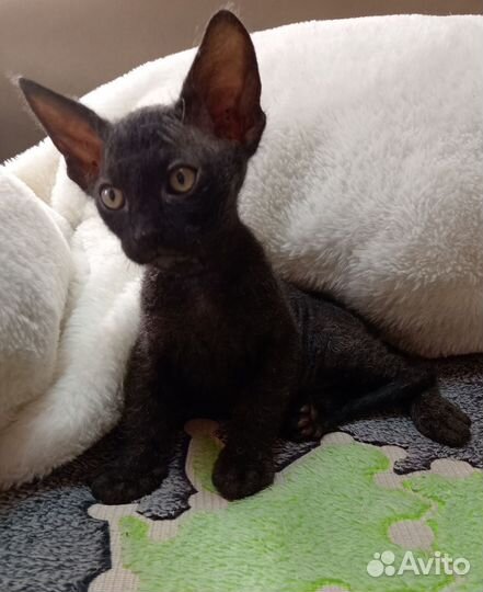 Котята сфинкс