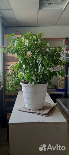 Фикус бенджамина