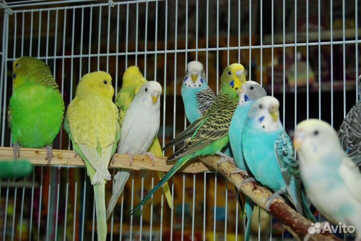Попугай (возможна доставка)