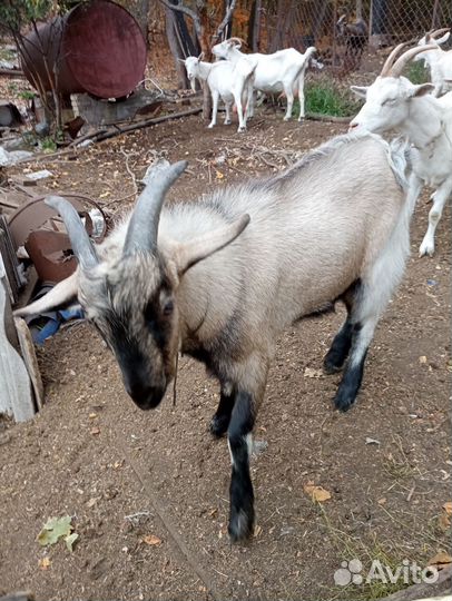 Козел нубийский