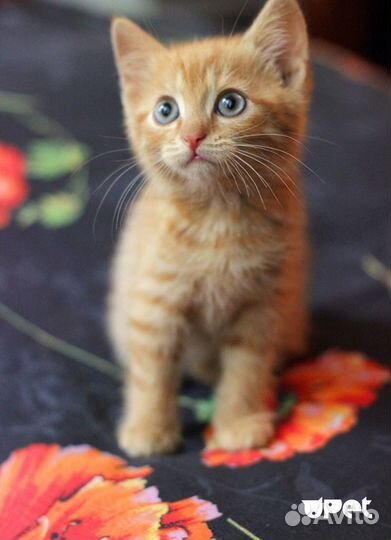 Отдам котят