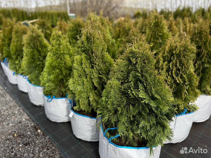 Туя Смарагд Витбонт