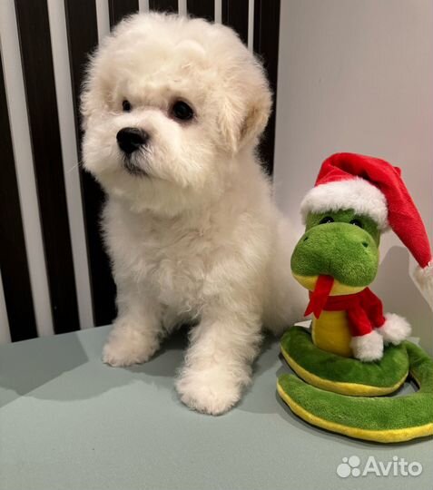 Щенки бишон фризе