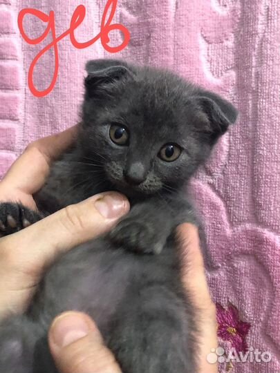 Вислоухие котята
