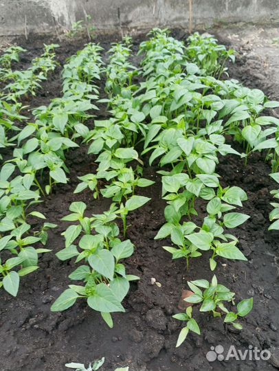 Рассада помидор и перцев, поздняя капуста