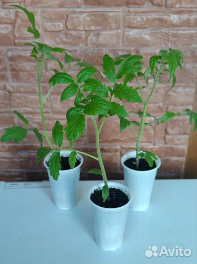 Рассада коллекционных томатов