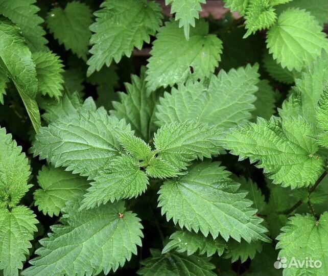 Крапива свежая