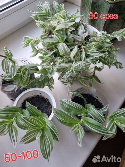 Традисканция зеленая