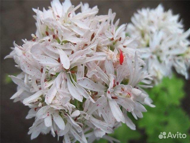 Пеларгонии