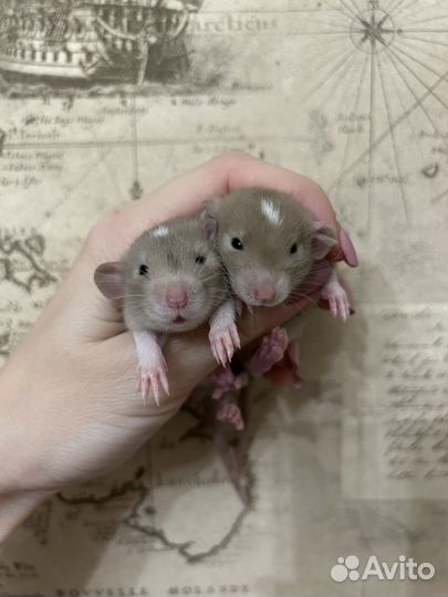 Ручные крысята Дамбо много окрасов