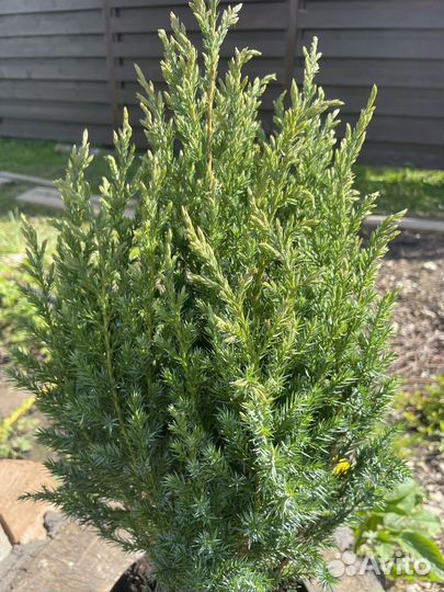 Можжевельник китайский Стрикта Juniperus Stricta